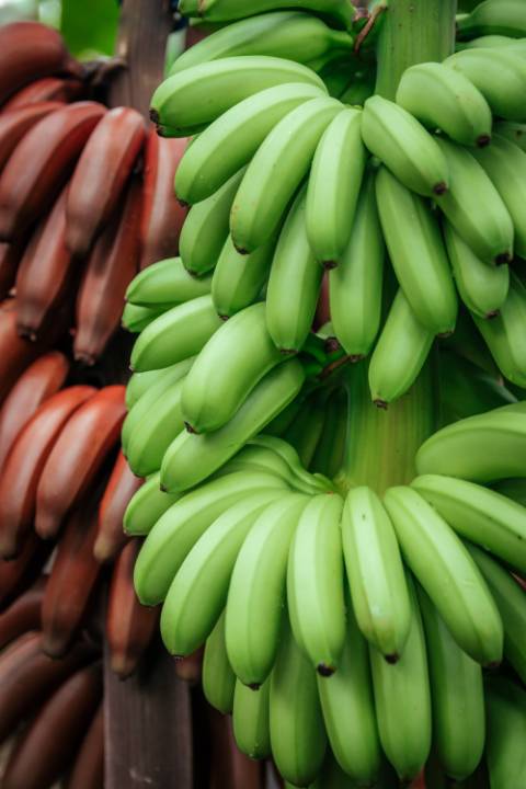 Baby Bananas Manos